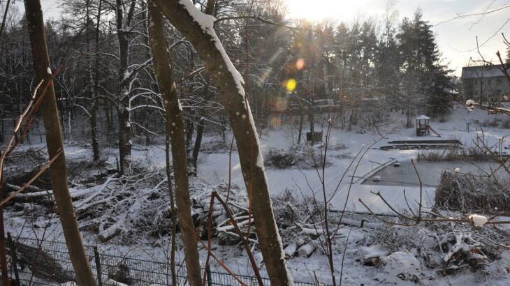 Auch wenn der Schnee es ein wenig versteckt, im Weißenbrunner Naturbad, vor allem im hinteren Bereich, mussten zahlreiche Erlen gefällt werden. Auch wenn der Schnee es ein wenig versteckt, im Weißenbrunner Naturbad, vor allem im hinteren Bereich, mussten zahlreiche Erlen gefällt werden.