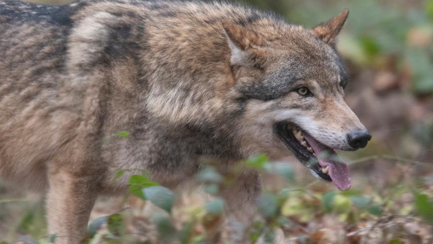Wolf bei Nürnberg: Bauernverband glaubt eher an verwilderten Hund