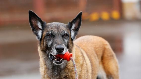 "Kira" ist ein belgischer Schäferhund. Sie ist bei der Polizei zum Schutz- und Drogenspürhund ausgebildet worden.
