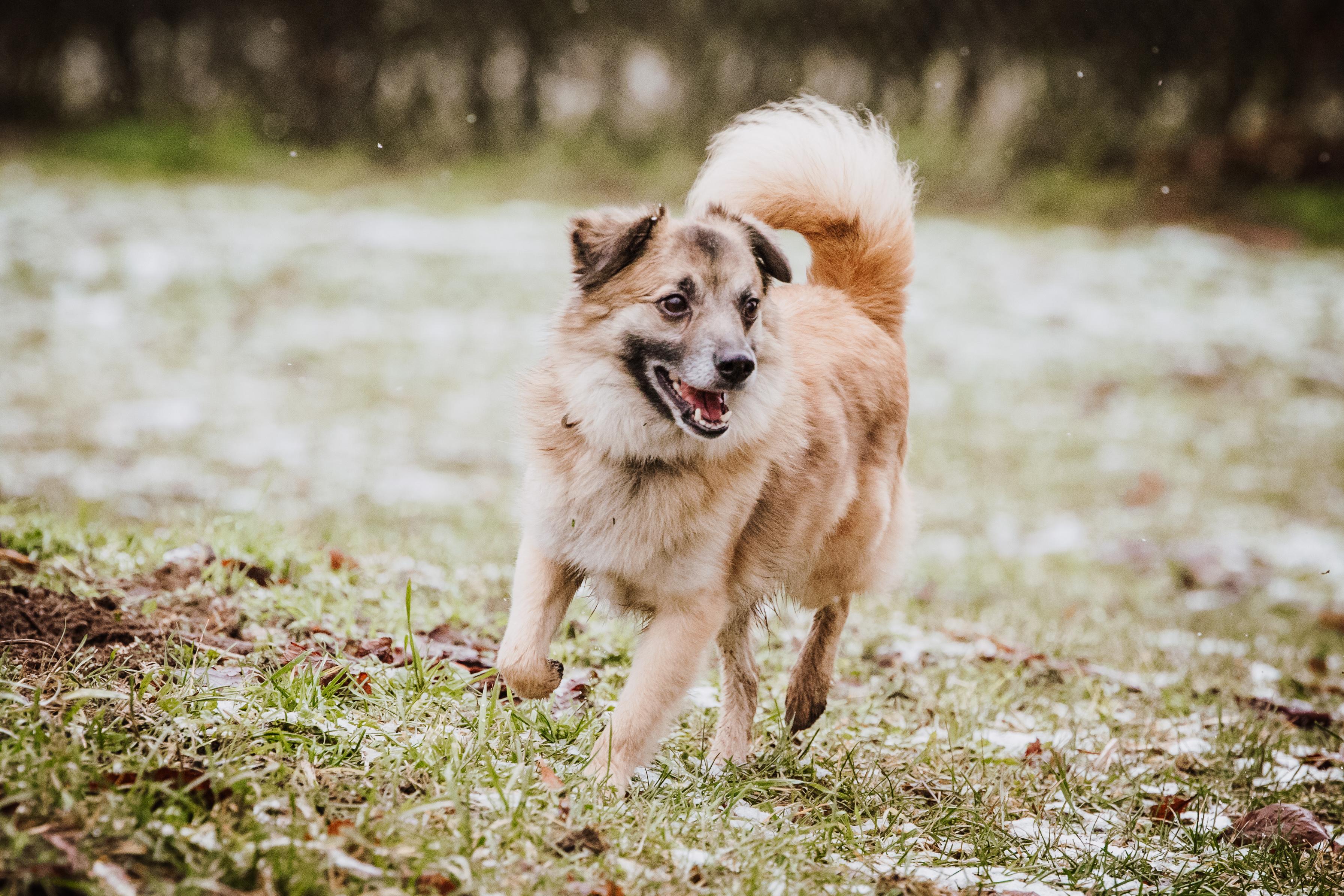 frankische tierheime diese schutzlinge suchen ein neues zuhause nurnberg ansbach feucht neumarkt hersbruck roth erlangen nordbayern de