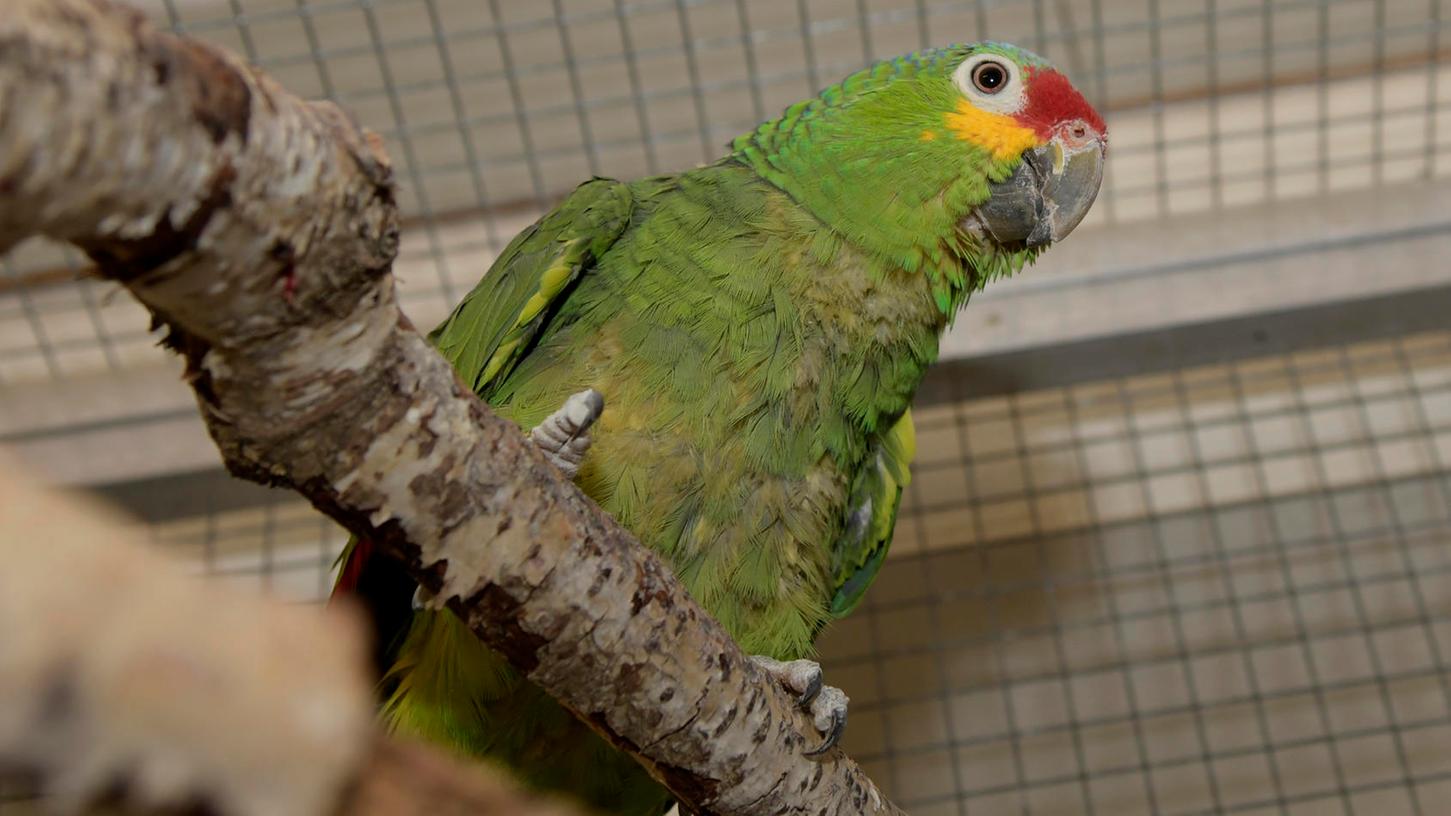 Trauriger Papagei: Tierheim sucht ein Zuhause für 