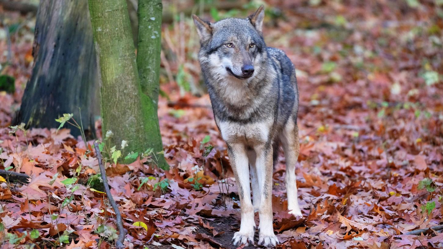 Der Wolf breitet sich in Deutschland wieder weiter aus.
Der Wolf breitet sich in Deutschland wieder weiter aus.