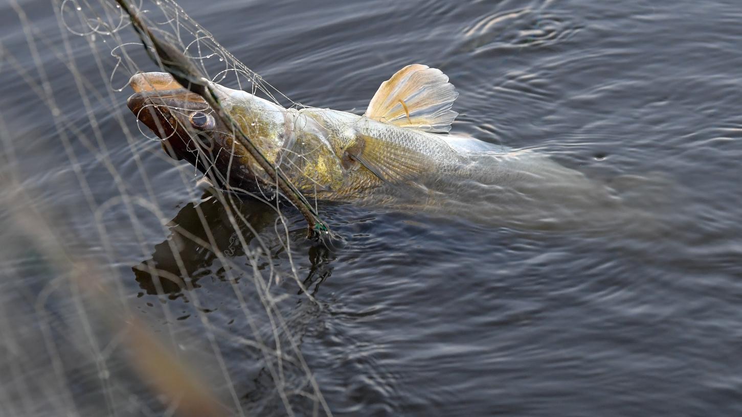 Immer mehr Fische sterben in der Schwabach, die Anwohner sind aufgebracht.