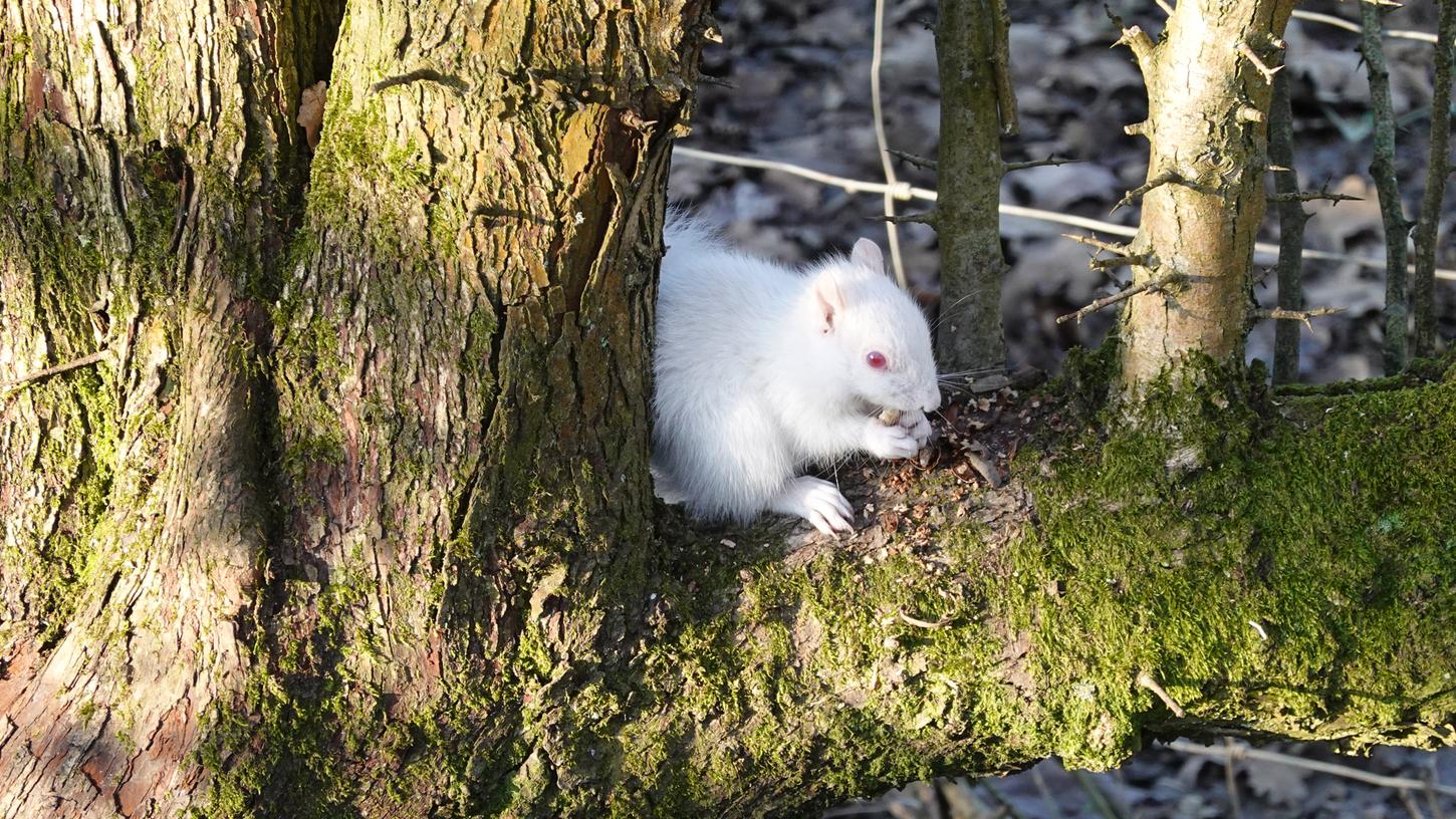 Zwischen Baumwipfeln in einem Park der Grafschaft von Sussex spitzte das seltene Albino-Hörnchen hevor. 