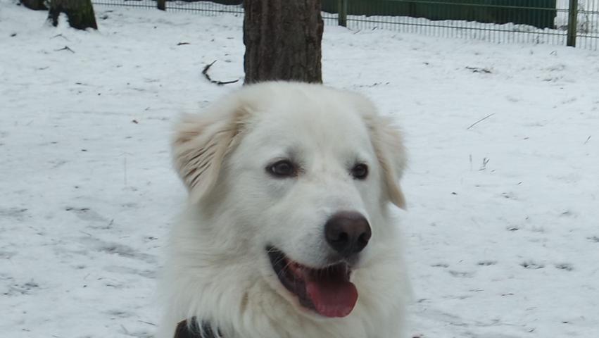Für Apollo werden Menschen gesucht, die Erfahrung mit Herdenschutzhunden haben. Der Rüde, Rasse Maremmano, ist gerade mal drei Jahre alt und hat schon viel erlebt. Leider war er bisher immer in den falschen Händen und Für Apollo werden Menschen gesucht, die Erfahrung mit Herdenschutzhunden haben. Der Rüde, Rasse Maremmano, ist gerade mal drei Jahre alt und hat schon viel erlebt. Leider war er bisher immer in den falschen Händen und