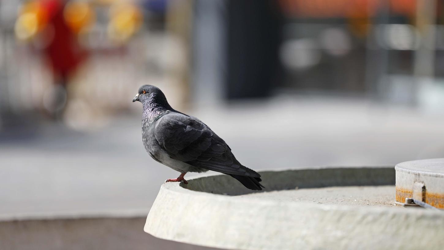 Hungrige Tauben: Tierschützer führen seit dem 4. Januar in Nürnberg eine kontrollierte Fütterung durch.
