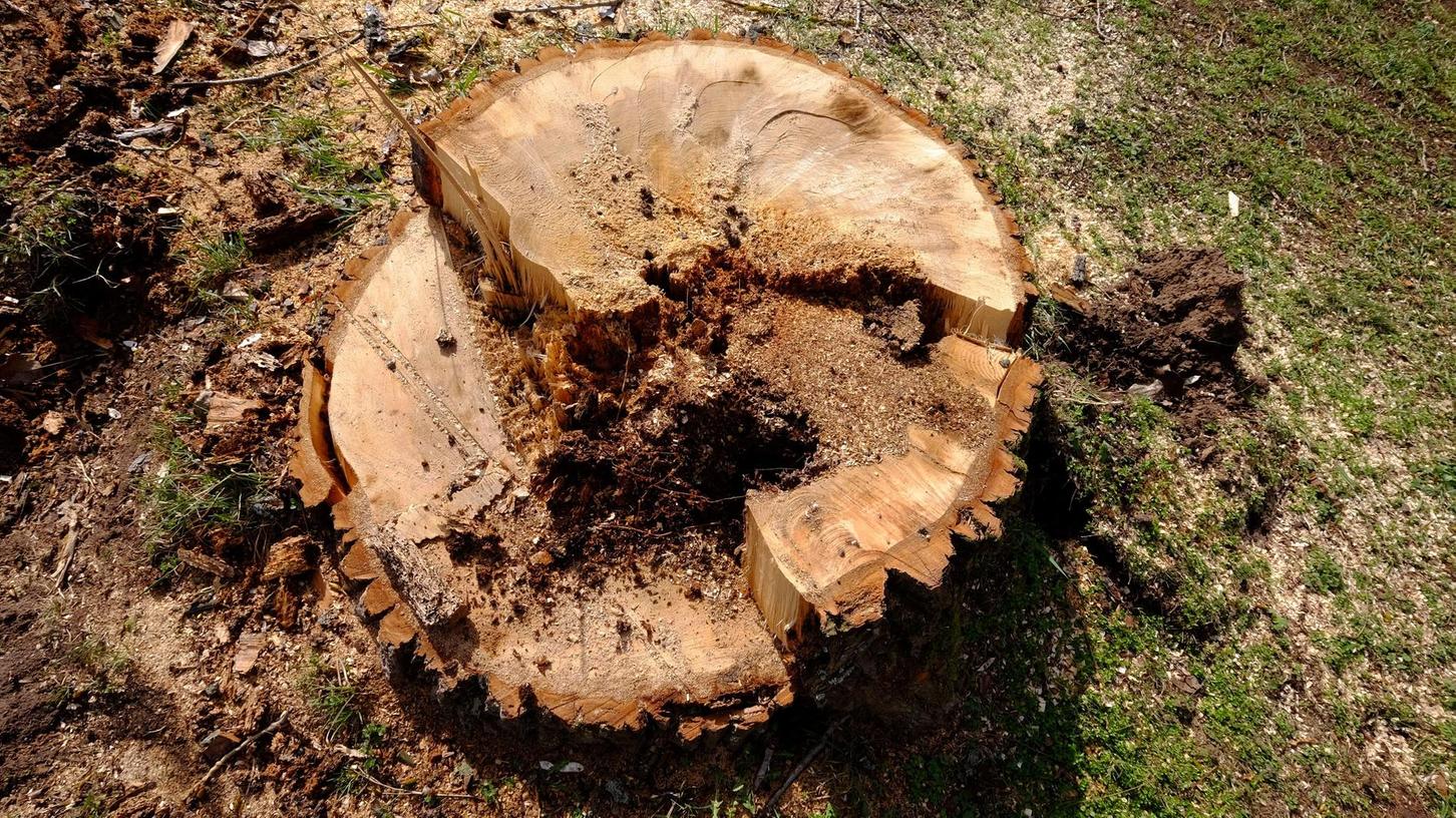 Herzogenaurach: Wann Baumschnitt legal ist - und wann nicht