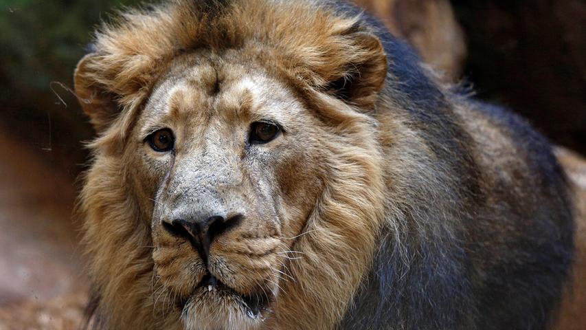 Wegen Corona: Ein Drittel weniger Besucher im Tiergarten