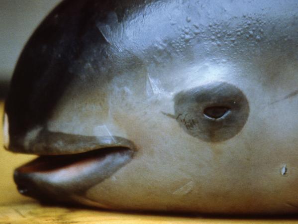 Tiergarten Nürnberg unterstützt Rettung von Delfinen