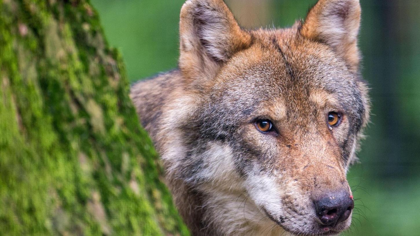 Wandert der  Hohenfelser Wolf zur Paarung nach Franken?