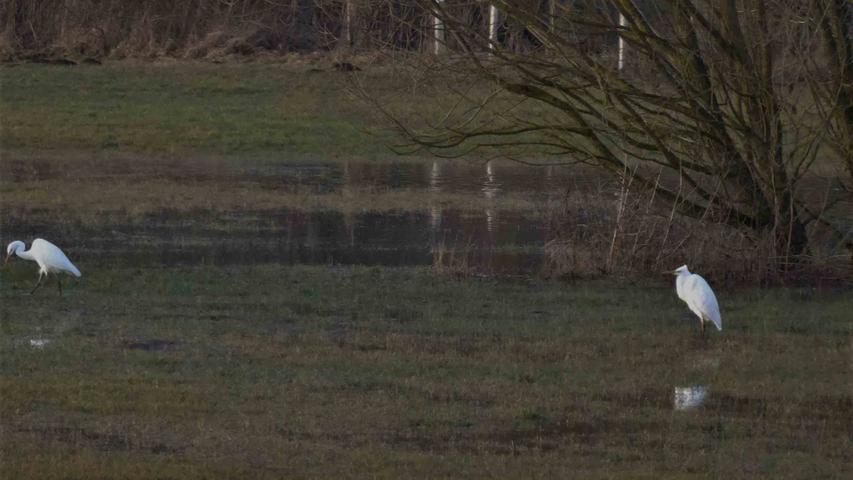 Störche, Enten, rauschendes Wasser: Hochwasserromantik im Aischtal