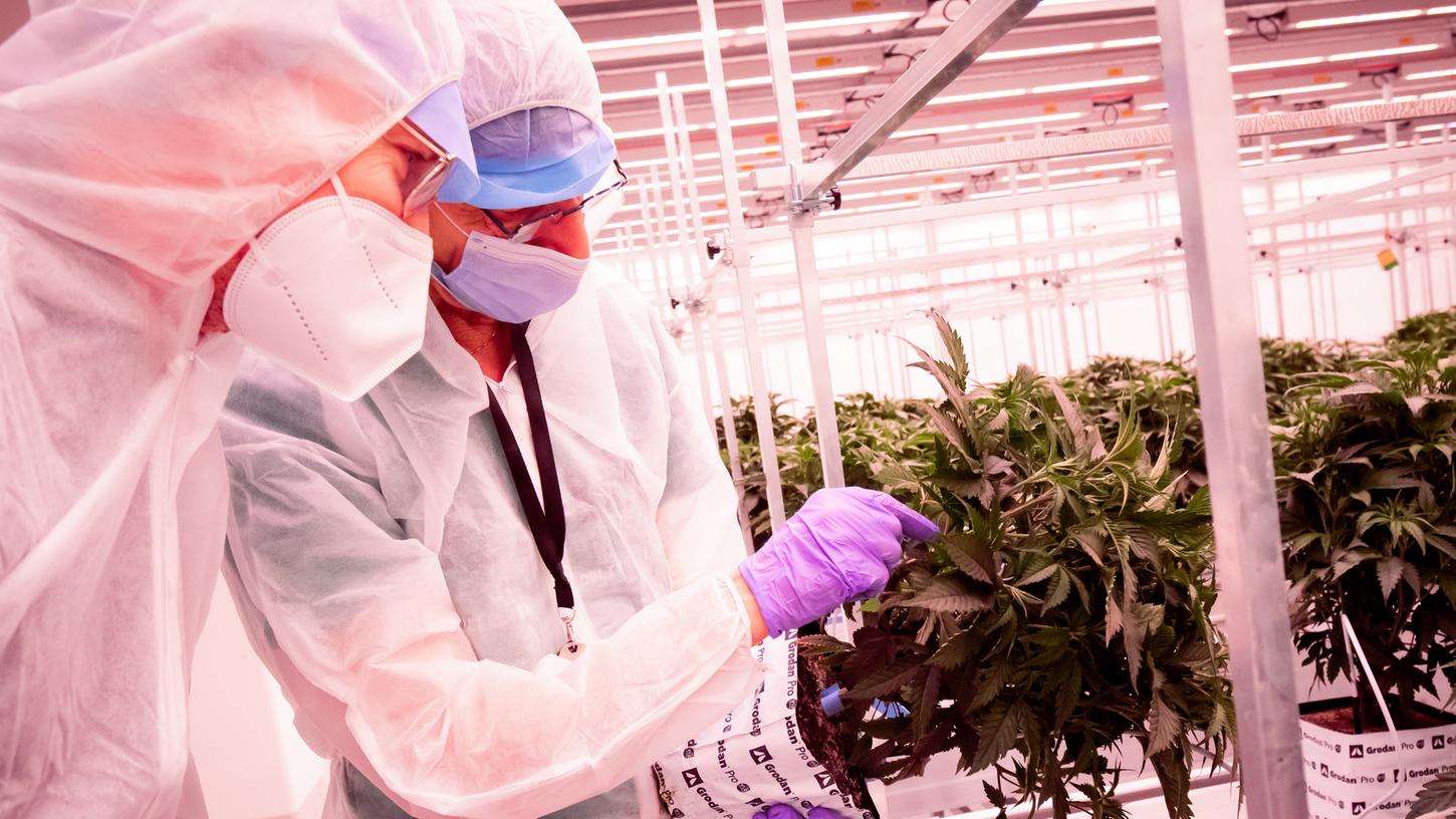 Cannabis wird zunehmend als Heilpflanze gezüchtet und eingesetzt, hier auf einer Plantage in Schlwesig-Holstein.
