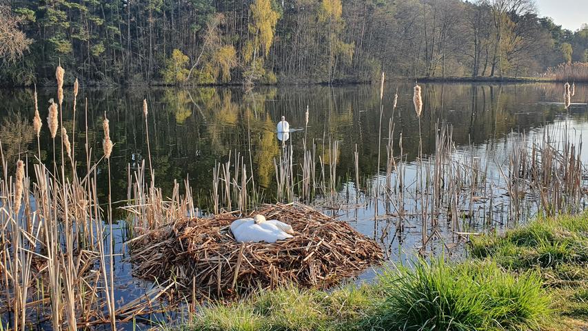 Klassische Szene in den Frühlings- und Sommermonaten: Schwäne brüten im Landschaftsschutzgebiet Mönau.  