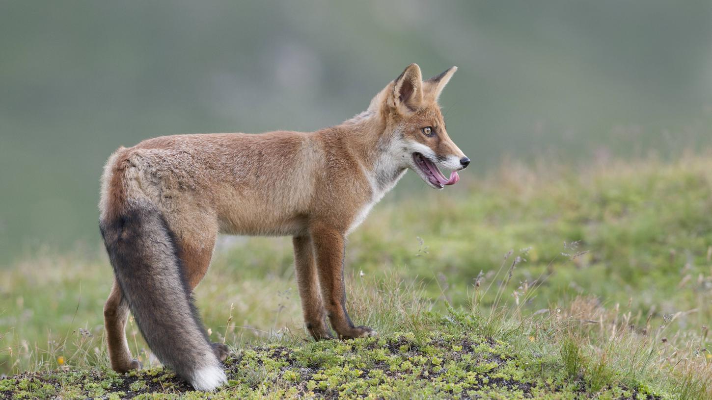 Eine Bedrohung für seltene Wiesenbrüter: der Fuchs, der deshalb jetzt im Wiesmet und in anderen Brutgebieten bejagt wird.