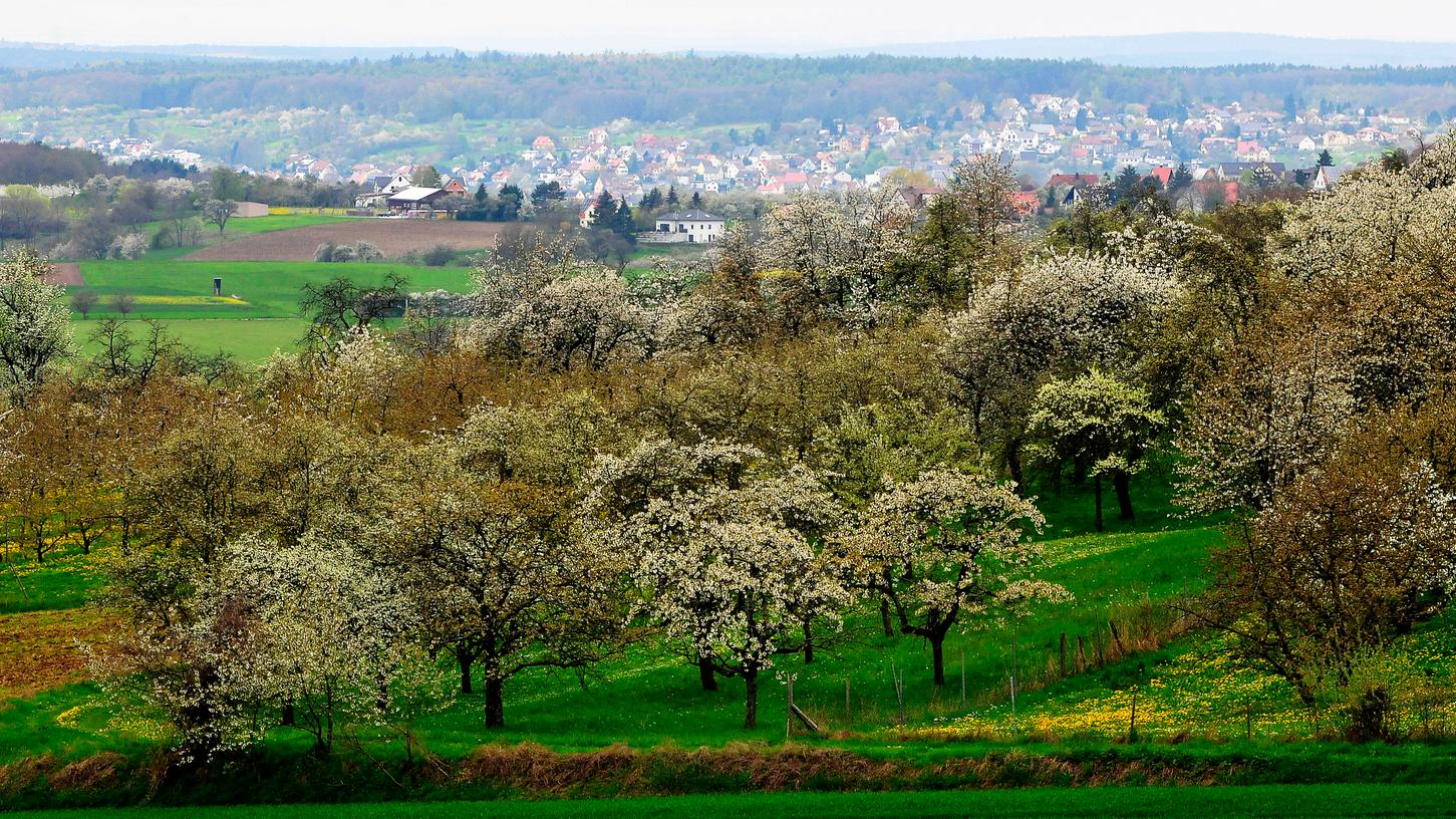 Die Fränkische Schweiz erwacht in voller Blüte: Im Landkreis Forchheim spielt der Obst- und Gartenbau – wie hier bei Mittelehrenbach – eine große Rolle. Gleichwohl ist der Klimawandel eine der größten Herausforderungen für die Landwirte. (Archivbild)