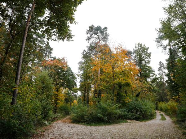 Der Wald bei Altenfurt ist ein beliebtes Erholungsgebiet der Bürger. Dementsprechend heftig protestieren die Anwohner gegen die mögliche Zerstörung.