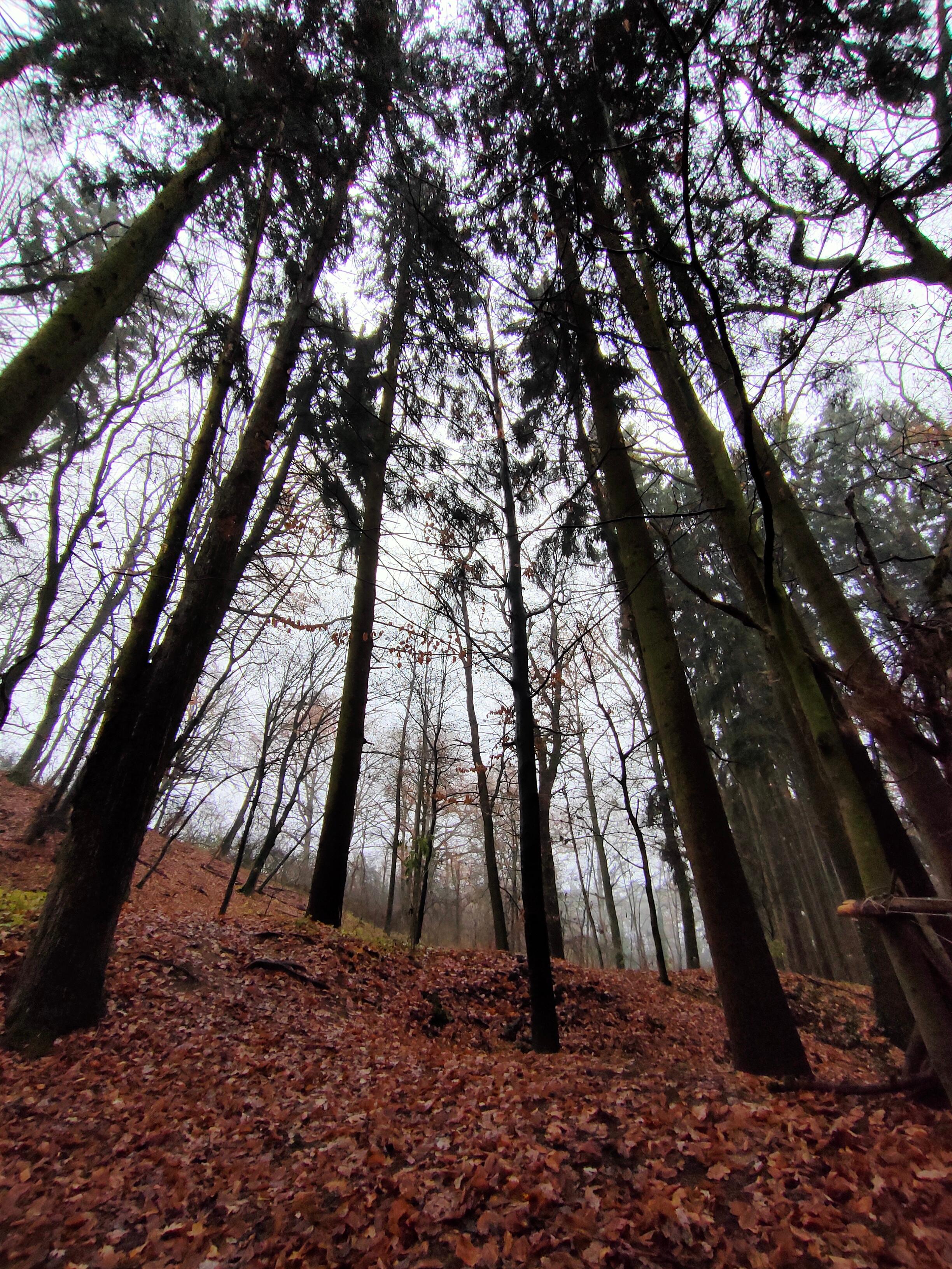Im Winter sind kaum Menschen zwischen den kahlen Ästen und Stämmen unterwegs, aber selbst bei kaltem Schmuddelwetter kann der Wald uns Energie spenden.