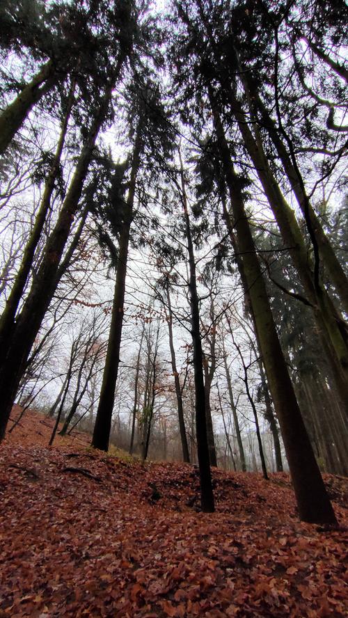Im Winter sind kaum Menschen zwischen den kahlen Ästen und Stämmen unterwegs, aber selbst bei kaltem Schmuddelwetter kann der Wald uns Energie spenden.