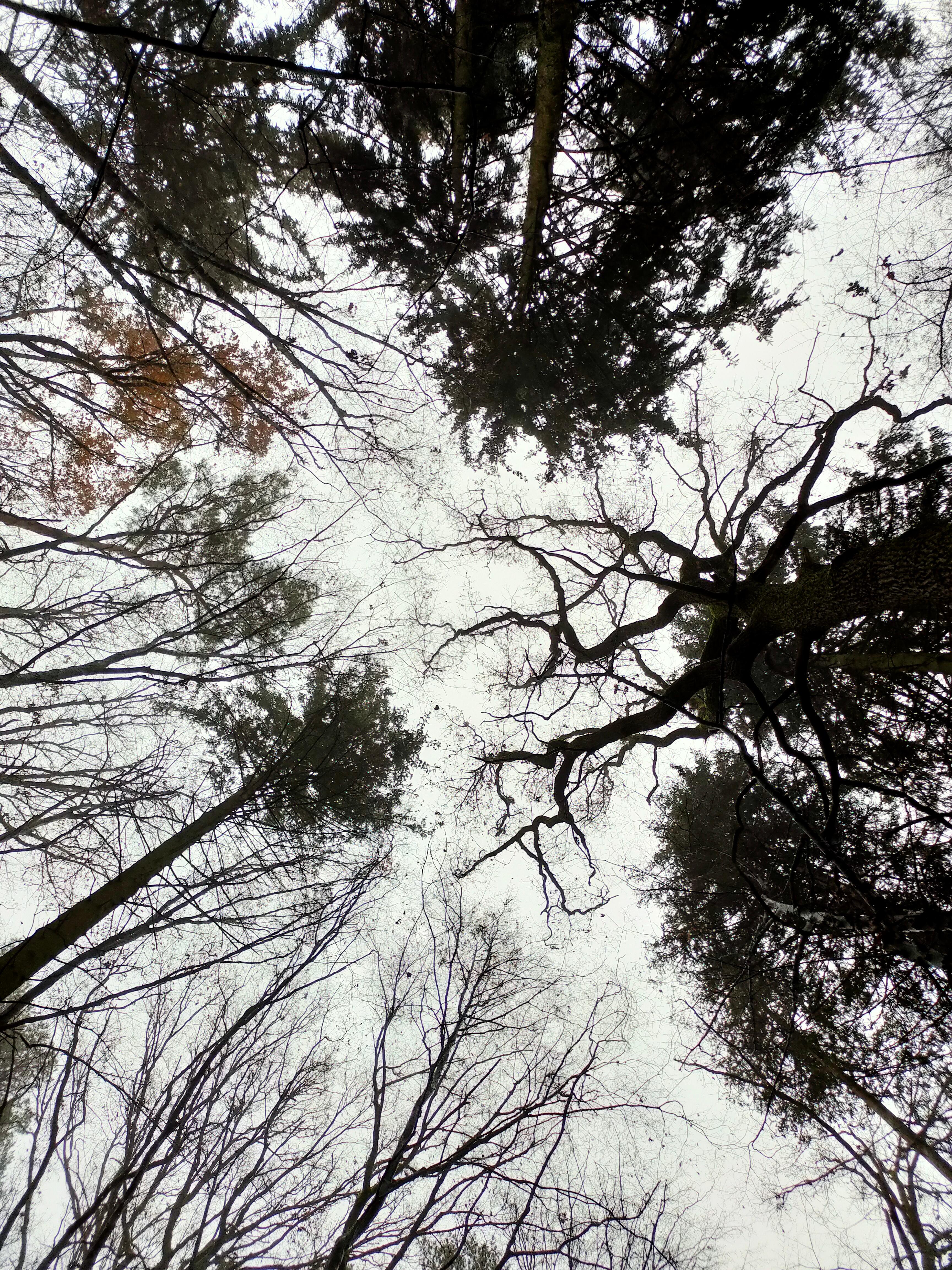 Auch im Winter bringt der Wald uns Ruhe, hat seinen ganz eigenen Charme und Zauber. Das wissen auch die Japaner, die seit langem Waldbaden als Kur für gestresste Städter oder überhaupt Gemüter empfehlen. Längst ist dieser Trend auch bei uns angekommen. Wir schaffen mit diesen Bildern Spontanhilfe, falls Du es aktuell selbst nicht ins Gehölz schaffst.