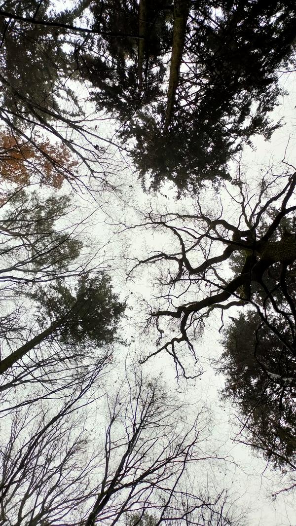 Auch im Winter bringt der Wald uns Ruhe, hat seinen ganz eigenen Charme und Zauber. Das wissen auch die Japaner, die seit langem Waldbaden als Kur für gestresste Städter oder überhaupt Gemüter empfehlen. Längst ist dieser Trend auch bei uns angekommen. Wir schaffen mit diesen Bildern Spontanhilfe, falls Du es aktuell selbst nicht ins Gehölz schaffst.