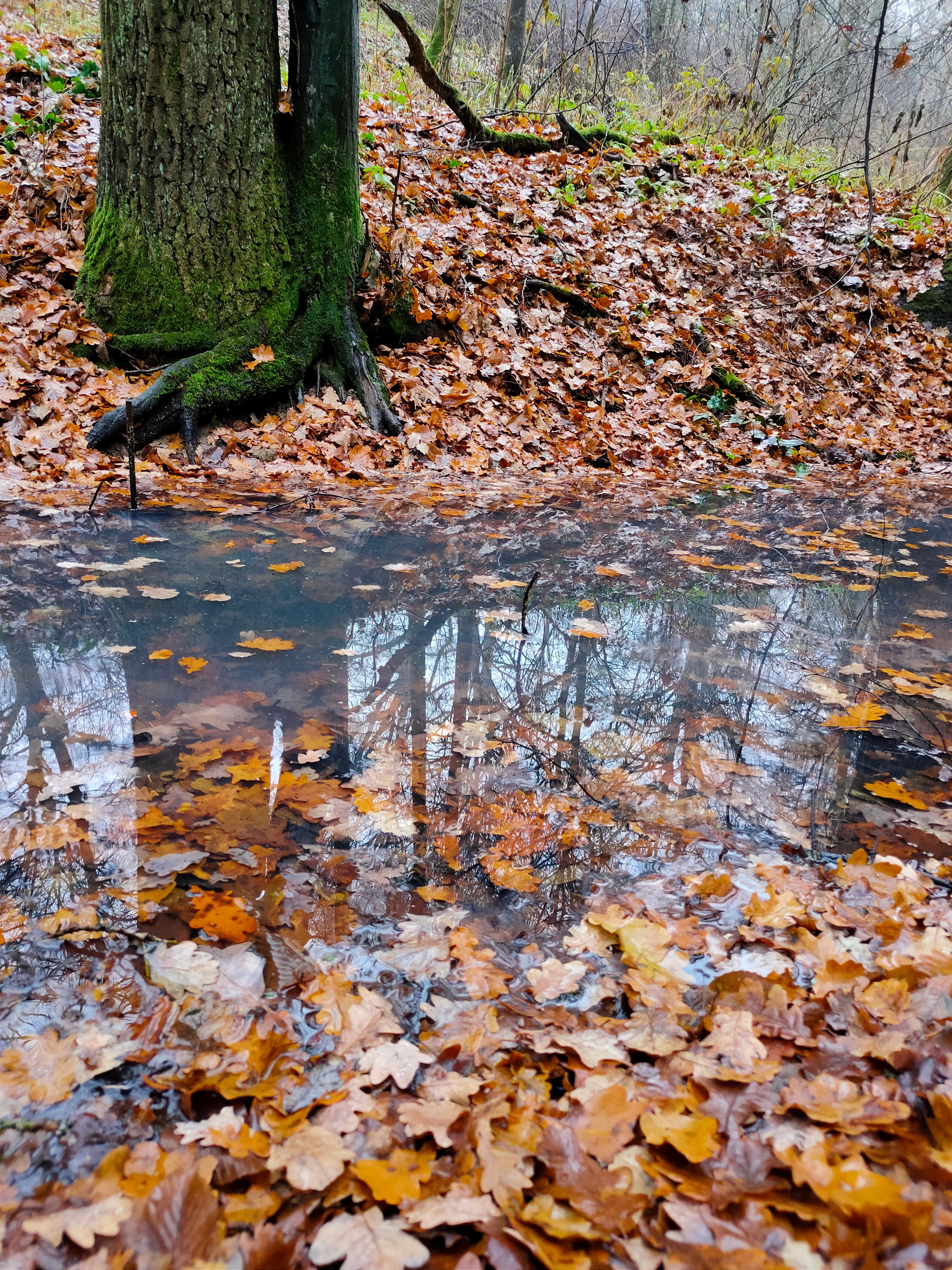 Forscherinnen und Forscher haben herausgefunden, dass ein Waldspaziergang den Blutdruck senken kann und Stress abgebaut wird. Dieser Effekt tritt sogar schon nach fünf Minuten ein.