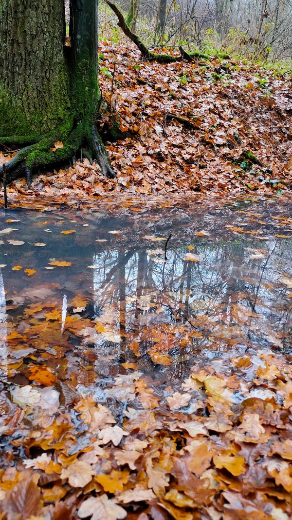 Forscherinnen und Forscher haben herausgefunden, dass ein Waldspaziergang den Blutdruck senken kann und Stress abgebaut wird. Dieser Effekt tritt sogar schon nach fünf Minuten ein.