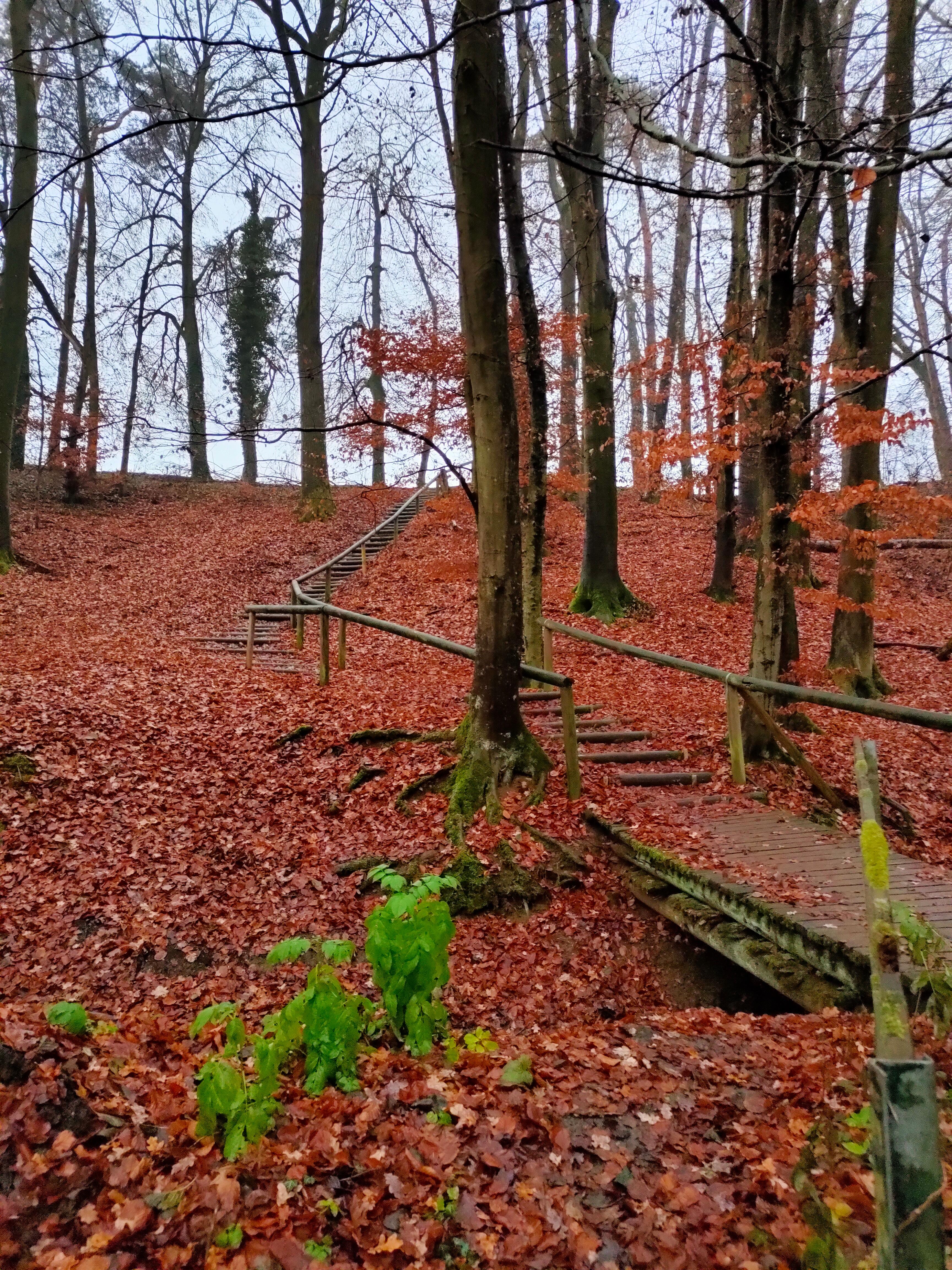 Unterwegs im Winterwald bei Eckental
