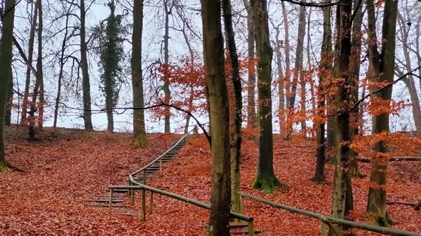 Unterwegs im Winterwald bei Eckental