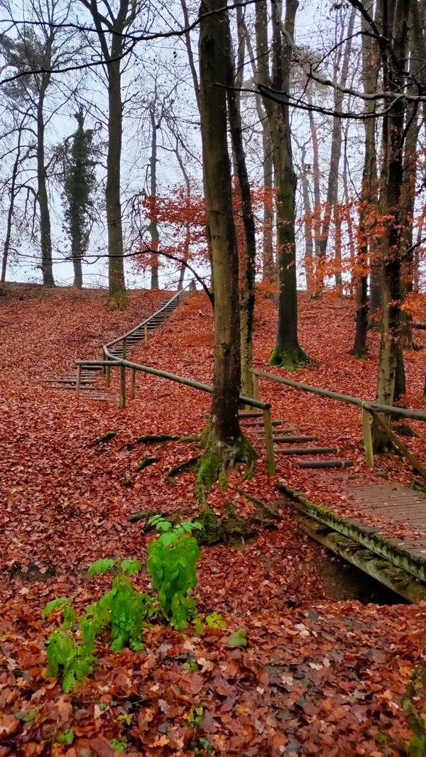 Waldluft enthält zudem 90 Prozent weniger Staubteilchen als Stadtluft.