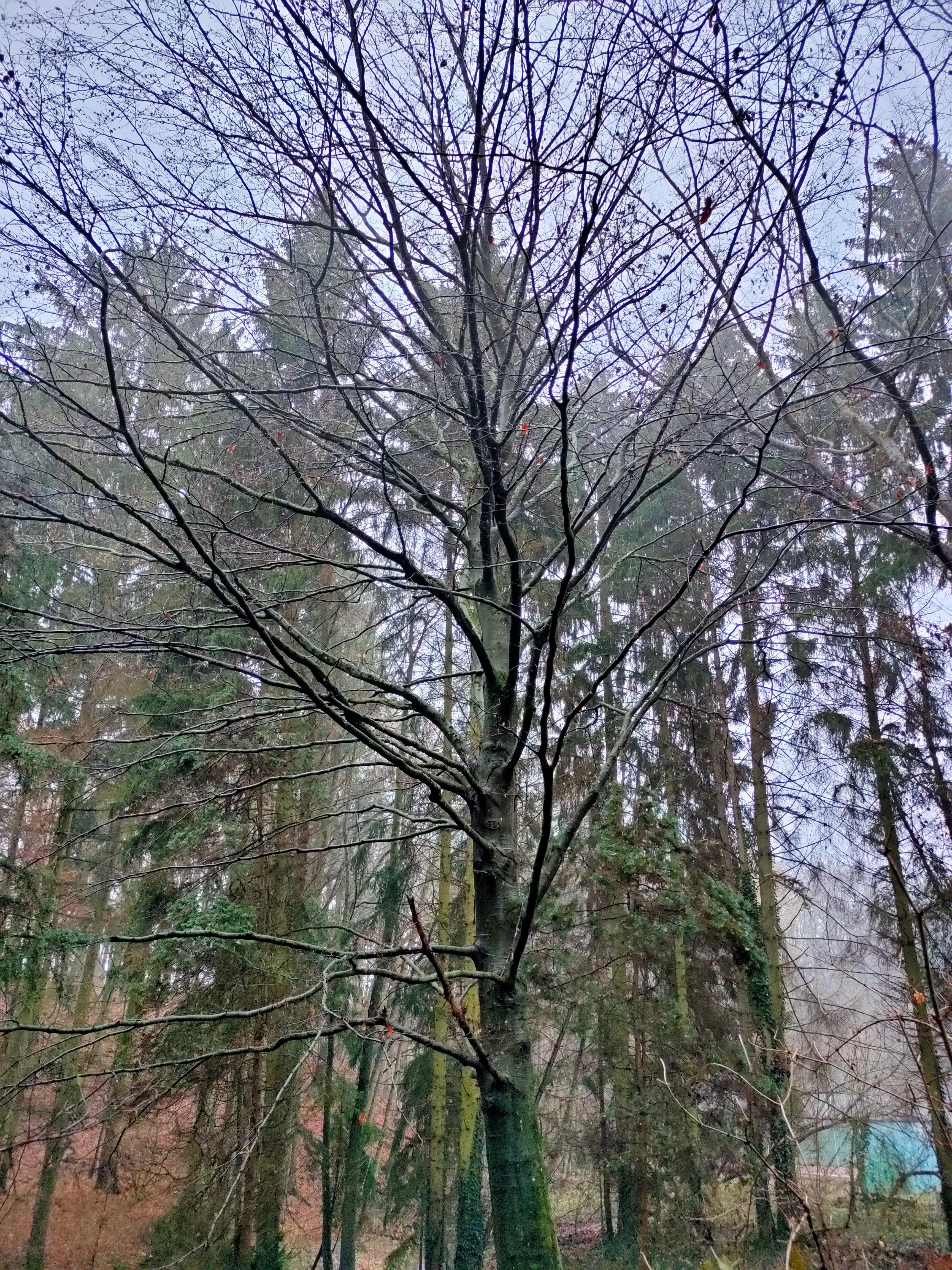 Und die saubere Luft enthält Stoffe, die sich positiv auf Deine Gesundheit auswirken - unter anderem die sogenannten Terpene, die den Bäumen als Mittel zum Austausch dienen.