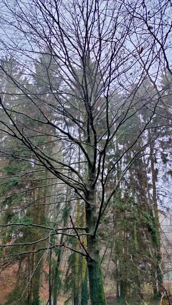 Und die saubere Luft enthält Stoffe, die sich positiv auf Deine Gesundheit auswirken - unter anderem die sogenannten Terpene, die den Bäumen als Mittel zum Austausch dienen.