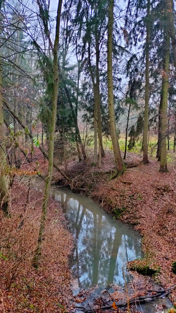 Jüngst haben Forscher herausgefunden, dass diese Terpene auch Killerzellen im menschlichen Immunsystem aktivieren und dieses wiederum stärkt.