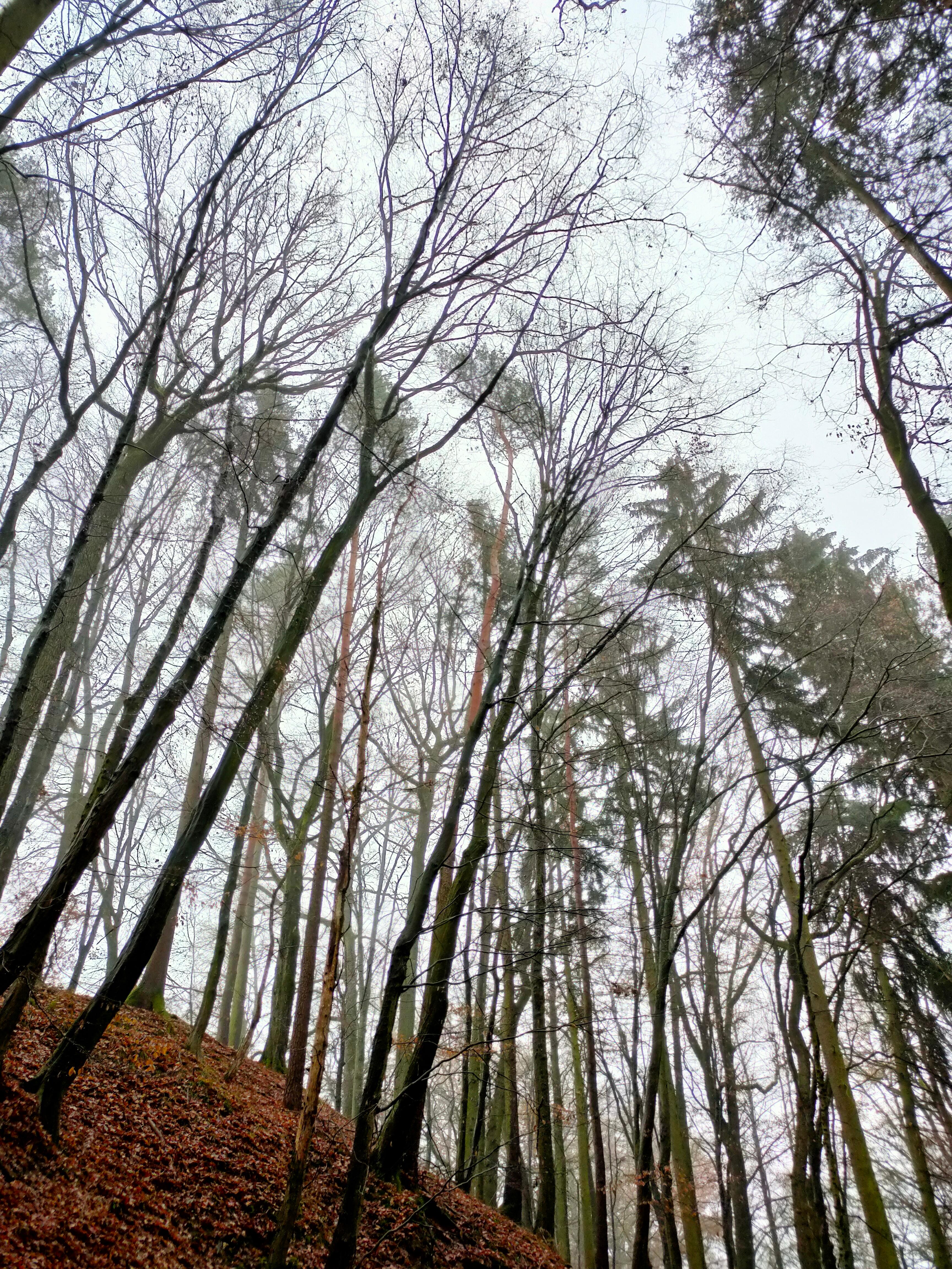 Insgesamt bringt uns der Wald und seine besondere Stimmung immer herunter und schubst uns damit in Richtung Entspannung.