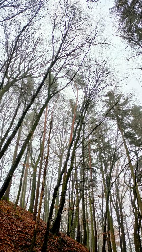 Insgesamt bringt uns der Wald und seine besondere Stimmung immer herunter und schubst uns damit in Richtung Entspannung.