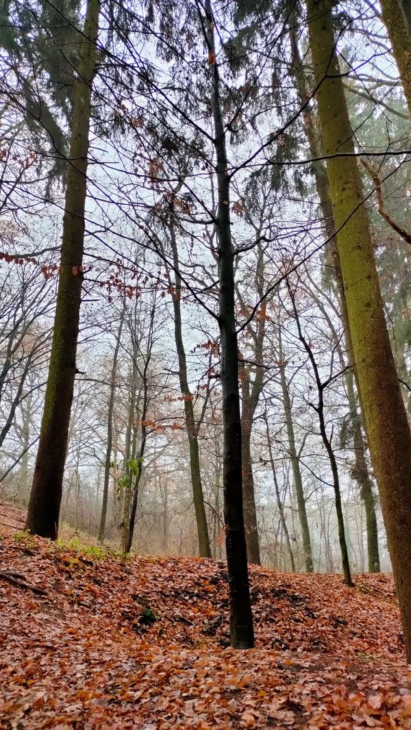 Die ähterischen Öle, die in Gehölzen oder Nadeln vorhanden sind, aktivieren außerdem unseren Geruchssinn und heben unsere Stimmung.