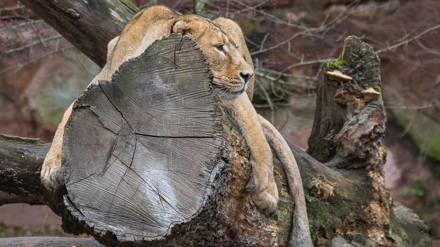Platz eins fürs "Faultier": "Einfach mal abhängen", denkt sich die Asiatische Löwin Aarany auf ihrem Lieblingsplatz im Tiergarten.