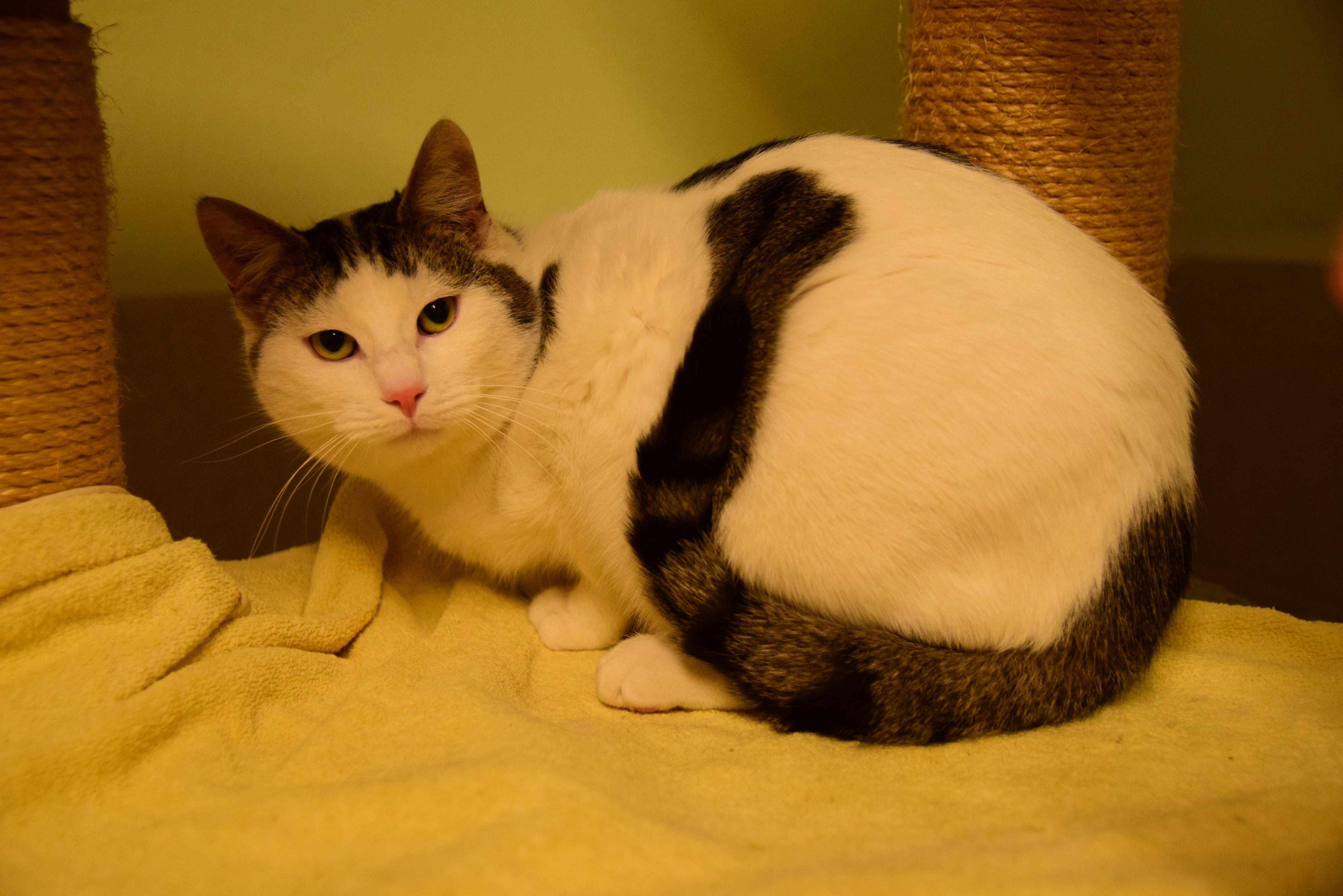 Tierheim Treuchtlingen Weissenburg Diese Katzen Suchen Ein Zuhause Treuchtlingen Nordbayern