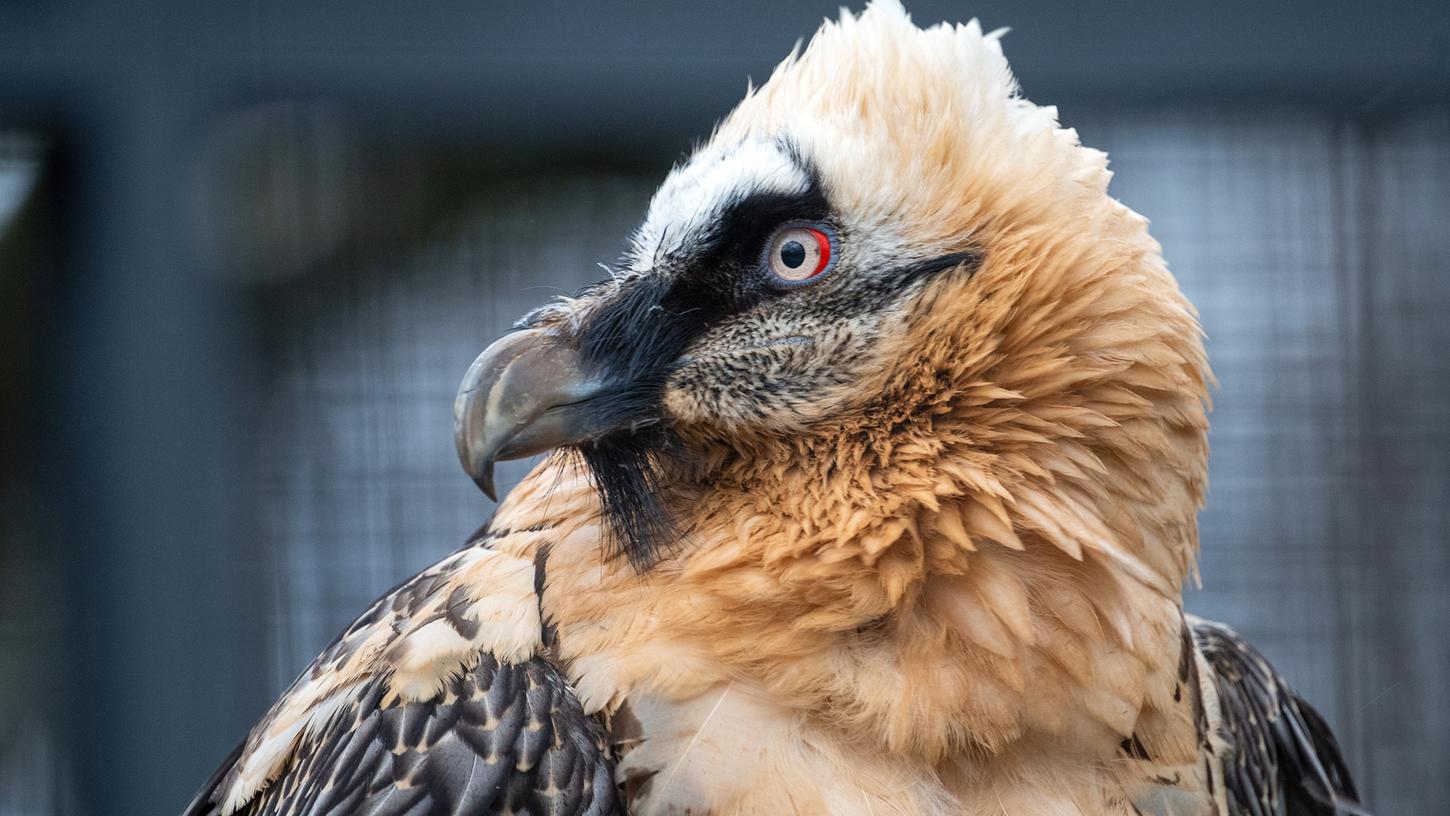 Im Tiergarten brütet derzeit ein Bartgeier-Paar zwei Eier aus - einer der Jungvögel könnte im Sommer in den Alpen heimisch werden.