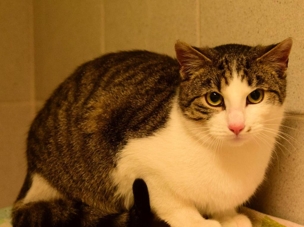 corona zeit ist haustier zeit so lauft s im dettenheimer tierheim treuchtlingen dettenheim nordbayern de