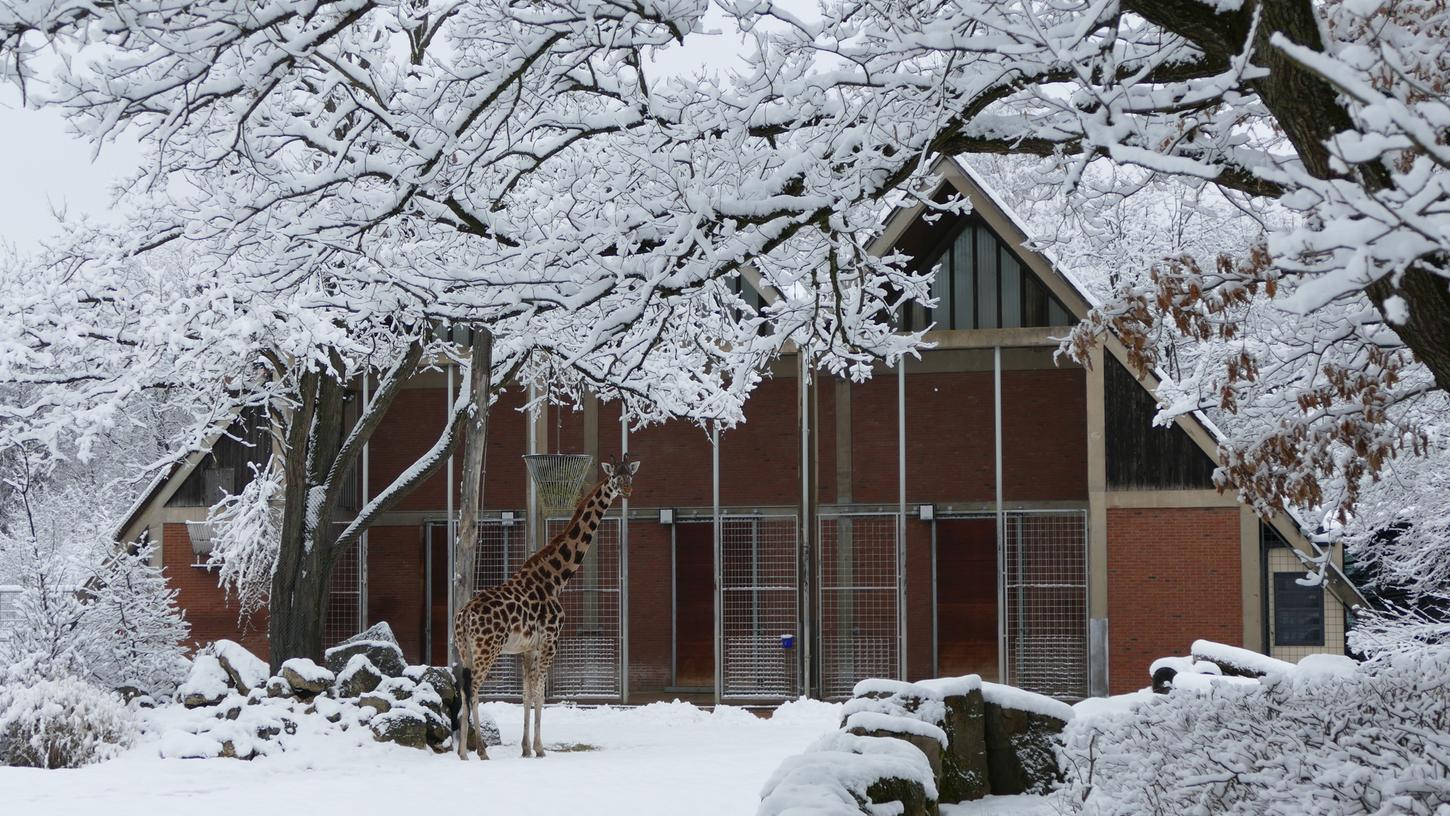 Giraffen im Schnee: So gehen die Nürnberger Zootiere mit dem Winterwetter um