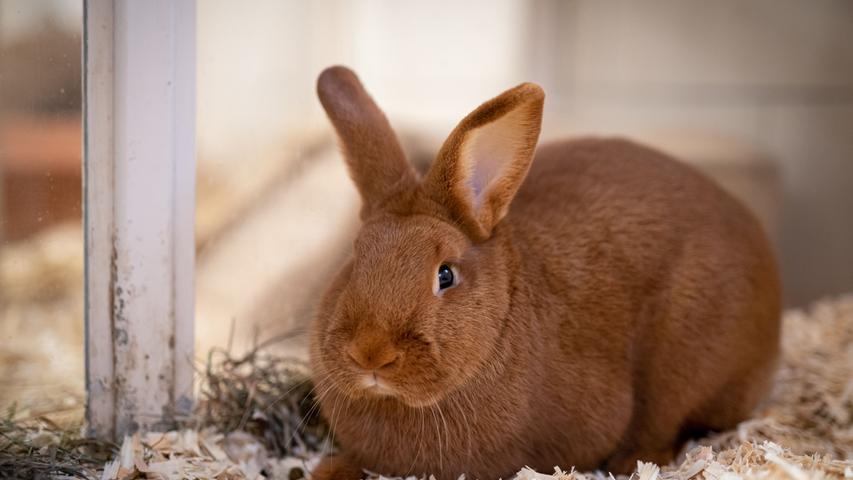 Elfriede und Karl-Heinz sind kastriert, ihr Alter wird jeweils auf eineinhalb Jahre geschätzt. Die beiden Stallkaninchen haben bisher keine so guten Erfahrungen mit Menschen gemacht, sie wurden aus schlechter Haltung befreit. Und so sind Elfriede und Karl-Heinz manchmal noch etwas zurückhaltend. Das Pärchen sucht ein Zuhause mit viel Platz, und es möchte im Sommer auch gerne in ein Außengehege umziehen.
Mehr Informationen gibt es beim Tierheim Nürnberg, Stadenstraße 90, 90491 Nürnberg, Telefon (0911) 919890.
Elfriede und Karl-Heinz sind kastriert, ihr Alter wird jeweils auf eineinhalb Jahre geschätzt. Die beiden Stallkaninchen haben bisher keine so guten Erfahrungen mit Menschen gemacht, sie wurden aus schlechter Haltung befreit. Und so sind Elfriede und Karl-Heinz manchmal noch etwas zurückhaltend. Das Pärchen sucht ein Zuhause mit viel Platz, und es möchte im Sommer auch gerne in ein Außengehege umziehen.
Mehr Informationen gibt es beim Tierheim Nürnberg, Stadenstraße 90, 90491 Nürnberg, Telefon (0911) 919890.