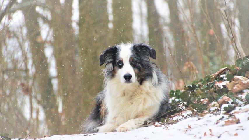 Dieser schöne Hund von Locken Liza nimmt den Schnee ganz entspannt.