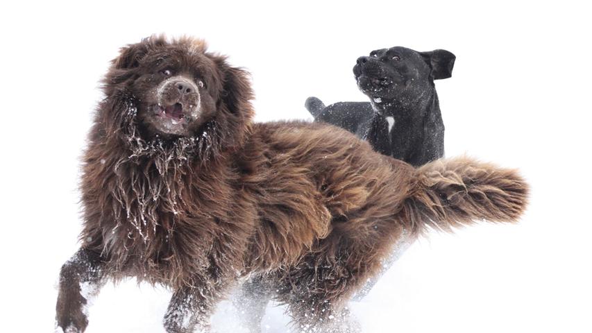 Lustig, verspielt und skeptisch: Das sind die Hunde unserer User im Schnee