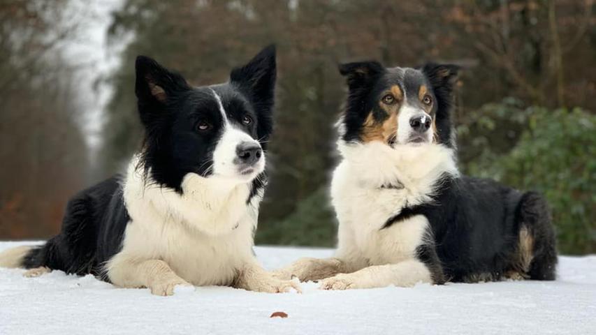 Lässig posieren Abby und Duke im Schnee für die Kamera.