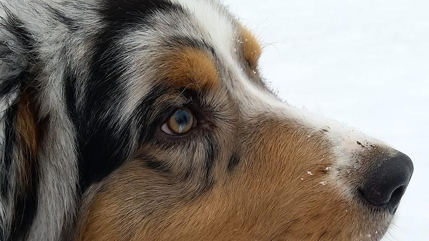 Bildschön sieht der Hund von Evelyn Anna Bienenstein im Schnee aus.
