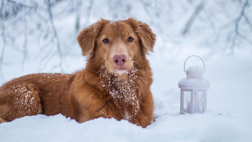 Wie ein Profi lässt sich der Hund von Katharina Schroll im Winterwunderland ablichten.