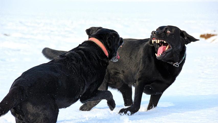 Die Hunde von Sally Lekhcsik genießen es definitiv in Schnee herumzutollen.