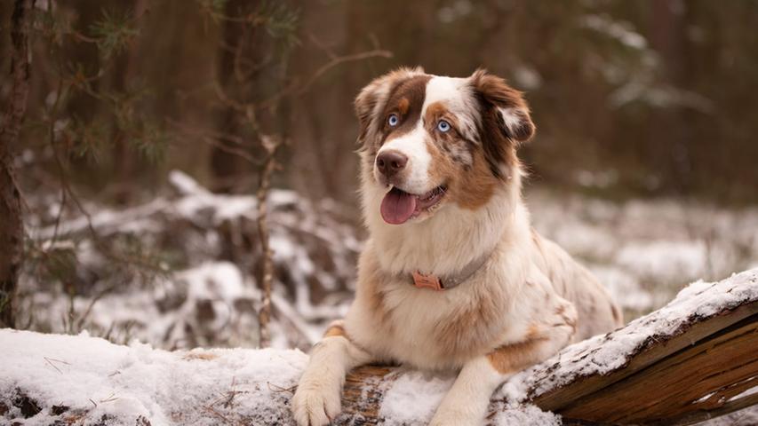 Die wunderschöne Hundedame Ella scheint ebenfalls nicht vor dem Schnee zurückzuschrecken.