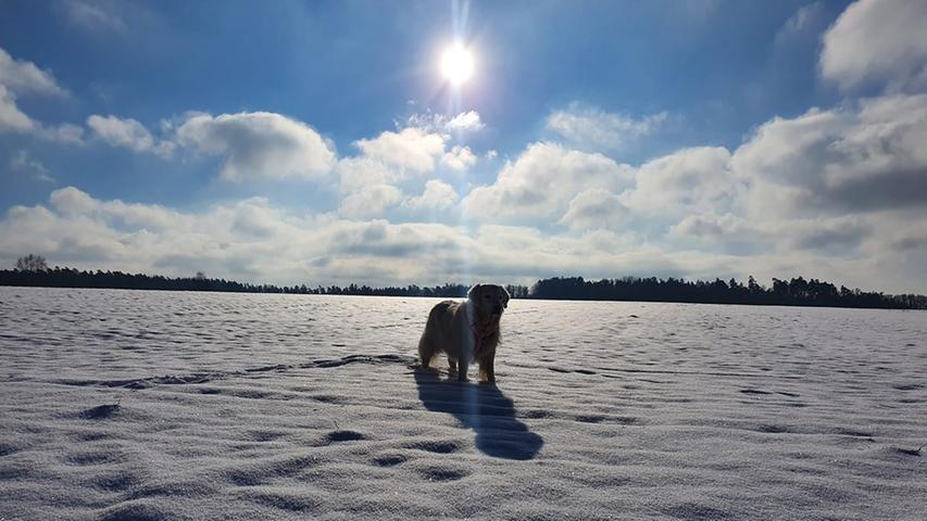 Bei blauem Himmel und Soenneschein genießt man den Neuschnee doch auch als Hund am liebsten!