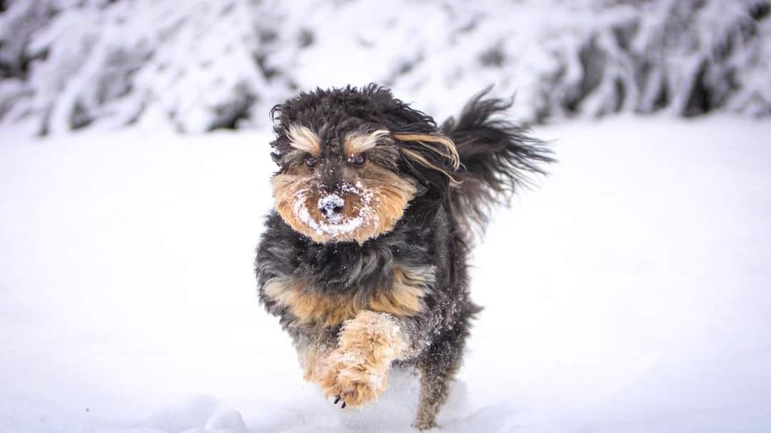 Im Schnee spielen? Dürfen Hunde gerne. Bei großer Kälte sollten sie aber in Bewegung bleiben.